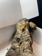 Gekko rusty, Hagedis, 0 tot 2 jaar