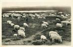 (301-412-045) Dwingeloo Kudde Schapen, Verzamelen, Ansichtkaarten | Nederland, Verzenden, Drenthe