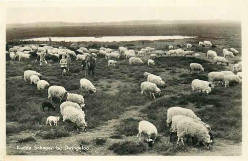 (301-412-045) Dwingeloo Kudde Schapen, Verzamelen, Ansichtkaarten | Nederland, Drenthe, Verzenden