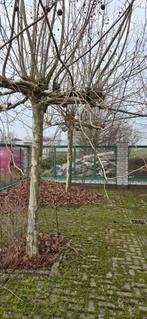 Te koop 4 mooie dakplatanen., Ophalen, Volle zon, Overige soorten, 100 tot 250 cm