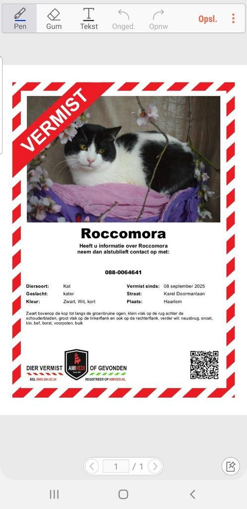 Vermist in Haarlem zwart witte gecastreerde kater Rocomora, Dieren en Toebehoren, Vermiste en Gevonden Dieren, Kat