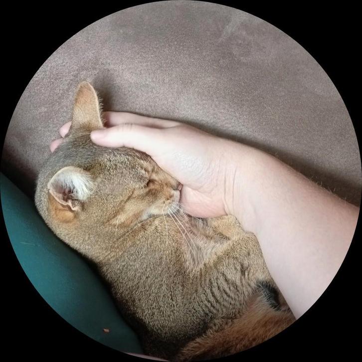 Liefste kat ter wereld gun ik een beter huisje., Dieren en Toebehoren, Katten en Kittens | Raskatten | Korthaar, Kater, 6 jaar of ouder