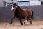 Drachtige welsh A merrie te koop, Dieren en Toebehoren, Pony's, Merrie, A pony (tot 1.17m), 7 tot 10 jaar, Onbeleerd