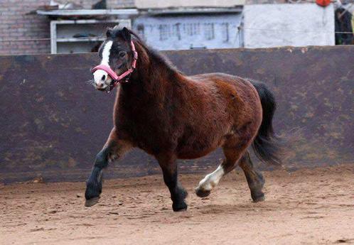 Drachtige welsh A merrie te koop, Dieren en Toebehoren, Pony's, Merrie, Onbeleerd, A pony (tot 1.17m), Recreatiepony, 7 tot 10 jaar