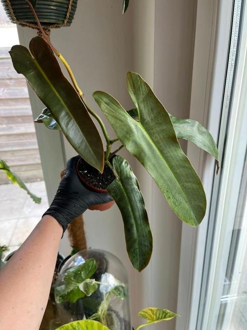 Philodendron Atabapoense, Huis en Inrichting, Kamerplanten, Overige soorten, Minder dan 100 cm, Ophalen of Verzenden