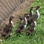 Te koop Muskuseend eenden kuikens, Dieren en Toebehoren, Pluimvee, Meerdere dieren, Eend