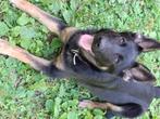 Duitse Herder teefje 5mnd, fci, Dieren en Toebehoren, Honden | Herdershonden en Veedrijvers, België, Particulier, 15 weken tot 1 jaar
