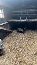 Dweg geiten bok, Dieren en Toebehoren, Schapen, Geiten en Varkens, Mannelijk, Geit, 0 tot 2 jaar