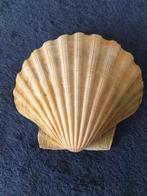 diverse grote bolle jacobs schelpen 15 cm herkomst Noorwegen, Verzenden, Schelp(en)