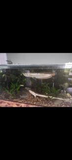 Zilver arowana, Vis, Zoetwatervis