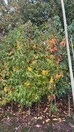 Amberbomen Liquidamba, Tuin en Terras, Planten | Bomen, Ophalen of Verzenden, Volle zon, Overige soorten