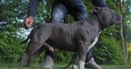 Dekreu american bully standaard open for stud, Dieren en Toebehoren, Rabiës (hondsdolheid), Reu, 1 tot 2 jaar, Eén hond