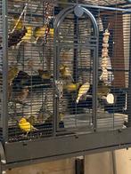 Kanaries, Dieren en Toebehoren, Vogels | Overige Vogels, Meerdere dieren