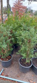 Ilex crenata dark Green., Tuin en Terras, Planten | Tuinplanten, Overige soorten, Ophalen