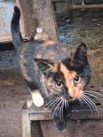 Boerderij kittens, Dieren en Toebehoren, Meerdere dieren