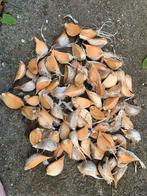 Olifantenknoflook, Tuin en Terras, Ophalen of Verzenden, Volle zon