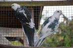 koppels mutatie pennant rosella's, Dieren en Toebehoren, Meerdere dieren, Parkiet, Geringd