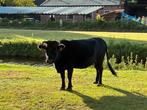 Gevraagd: kleine zwarte Dahomey stier, dekrijp, Dieren en Toebehoren, Mannelijk, 3 tot 6 jaar