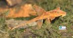 Rineloricaria lanceolata, Vis, Zoetwatervis