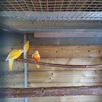 Te koop splendids, Dieren en Toebehoren, Vogels | Parkieten en Papegaaien, Meerdere dieren, Parkiet