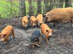 Biggen Hongaars wolvarken/ Mangalitza, Dieren en Toebehoren, Meerdere dieren, Varken, 0 tot 2 jaar