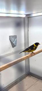 Vietnamese groenlingen, Mannelijk