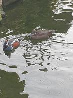 Watervogels siereenden Harlekijneenden, Dieren en Toebehoren, Pluimvee, Meerdere dieren, Eend