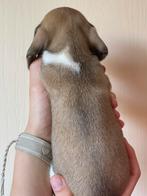 Lief klein teckeltje, Dieren en Toebehoren, Reu, CDV (hondenziekte), 8 tot 15 weken, Dwerg