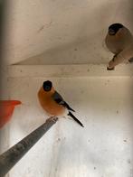 Koppel Noordse goudvinken., Dieren en Toebehoren, Vogels | Overige Vogels, Meerdere dieren, Wildzangvogel, Geringd