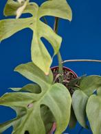 Rhaphidophora Tetrasperma Goldrush p12, Huis en Inrichting, Kamerplanten, Ophalen of Verzenden, Halfschaduw, Minder dan 100 cm