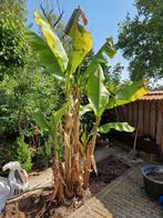 Bananenboom (Musa Basjoo), Ophalen of Verzenden, Voorjaar