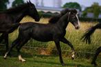 Zangersheide-Holsteiner-Lusitano Jaarlinghengst v. Asca Z., Dieren en Toebehoren, Paarden, Gechipt, Dressuurpaard, 0 tot 2 jaar