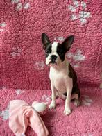 Boston terriër teefjes, Dieren en Toebehoren, Overige rassen, 8 tot 15 weken, Meerdere, Meerdere dieren