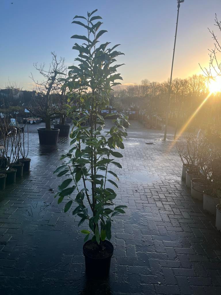 Prunus Genolia Zuilboom - Smalle bladhoudende boom, Tuin en Terras, Lente, 100 tot 250 cm, Zuilboom, Ophalen