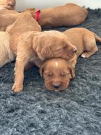 Australian labradoodle pups, Dieren en Toebehoren, Nederland, Overige rassen, CDV (hondenziekte), 8 tot 15 weken