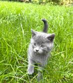 Kittens 9 week., Meerdere dieren, 0 tot 2 jaar