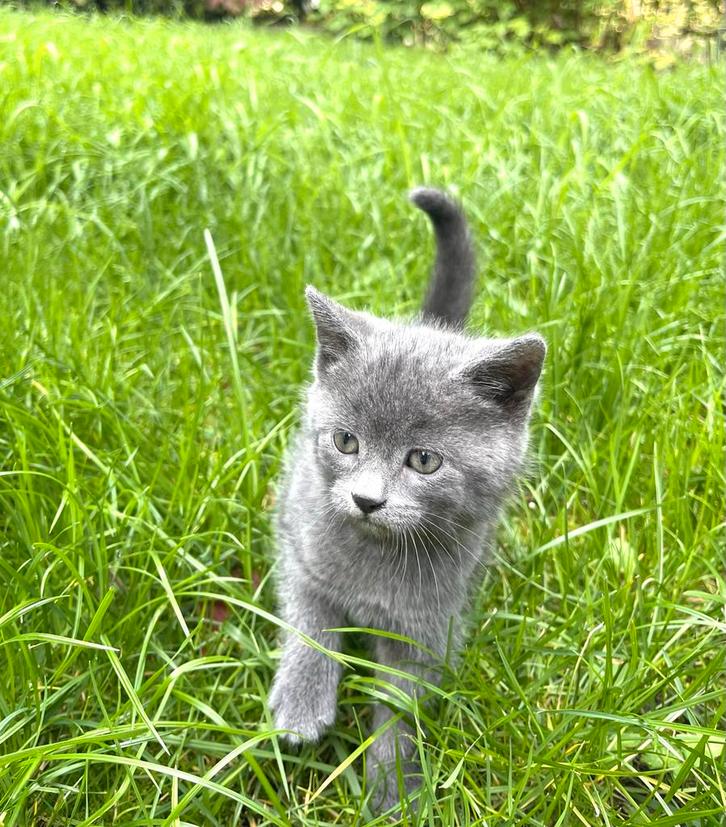Kittens 9 week., Dieren en Toebehoren, Katten en Kittens | Overige Katten, Meerdere dieren, 0 tot 2 jaar