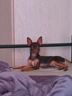 dekreu toy terrier kruising met pincher, Dieren en Toebehoren, Rabiës (hondsdolheid), Reu, 1 tot 2 jaar, Eén hond