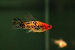 Zwaarddrager sanke (Xiphophorus helleri), Vis, Zoetwatervis, Schoolvis