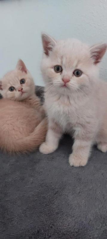 Brits korthaar kittens  beschikbaar voor biedingen