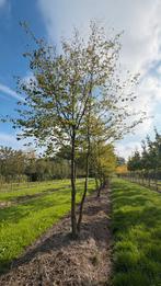 Meerstammige carpinus betulus bomen in maten |, Tuin en Terras, Planten | Bomen, Ophalen of Verzenden, Bloeit niet, Volle zon