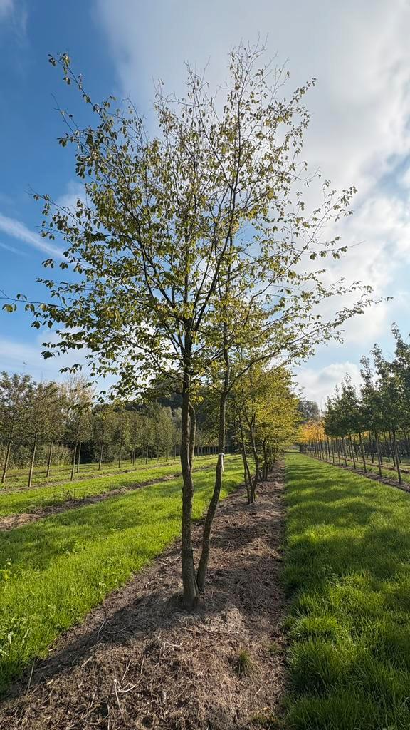 Meerstammige carpinus betulus bomen in maten |, Tuin en Terras, Planten | Bomen, Overige soorten, Volle zon, Bloeit niet, Ophalen of Verzenden