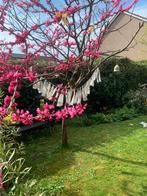 Slinger, Ophalen, Versiering, Geboorte of Huwelijk