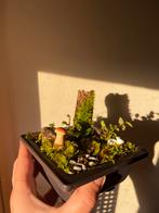Handmade Mini Nature Japanese Inspired Garden, Ophalen, Overige soorten, Halfschaduw, In pot