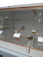 Koppel zebravinken met broedkooi, Dieren en Toebehoren, Vogels | Kanaries, Meerdere dieren, Kleurkanarie