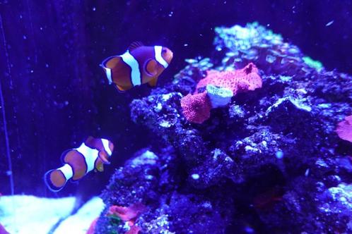Anemoonvissen (koppel) + hermietkreeft, Dieren en Toebehoren, Vissen | Aquariumvissen, Zoutwatervis, Vis