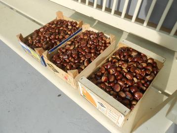 Verse tamme kastanjes uit eigen tuin beschikbaar voor biedingen