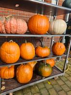 De laatste grote en XXL pompoenen