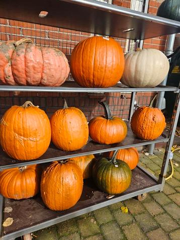 De laatste grote en XXL pompoenen beschikbaar voor biedingen
