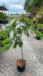 Persische slaapboom ombrella, Tuin en Terras, Planten | Bomen, Ophalen, Volle zon, Overige soorten